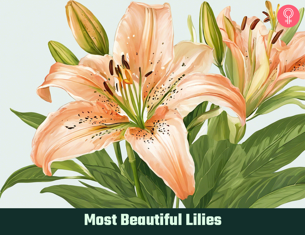 Beautiful lilies