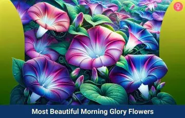morning glory flower_illustration