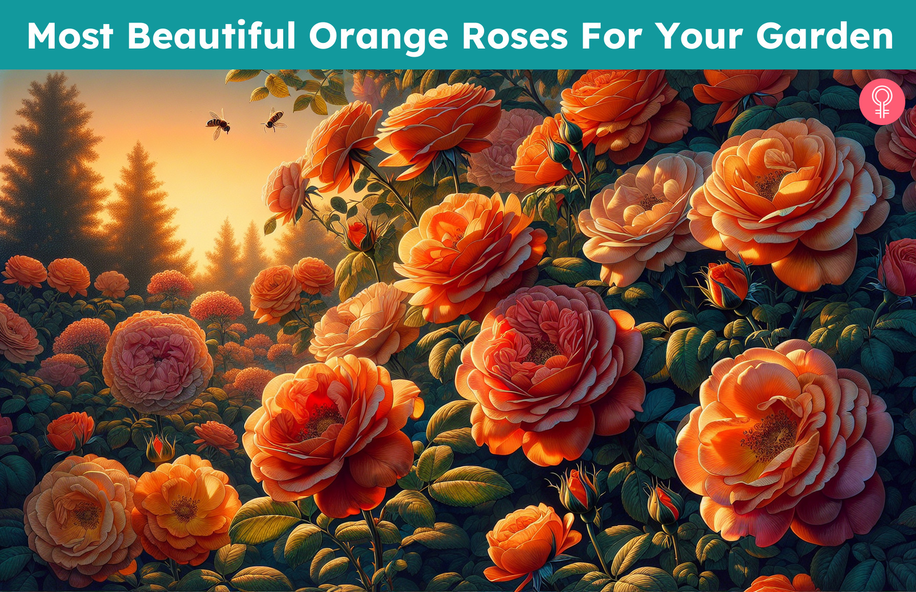 Orange Roses_illustration