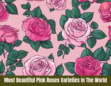 pink roses_illustration