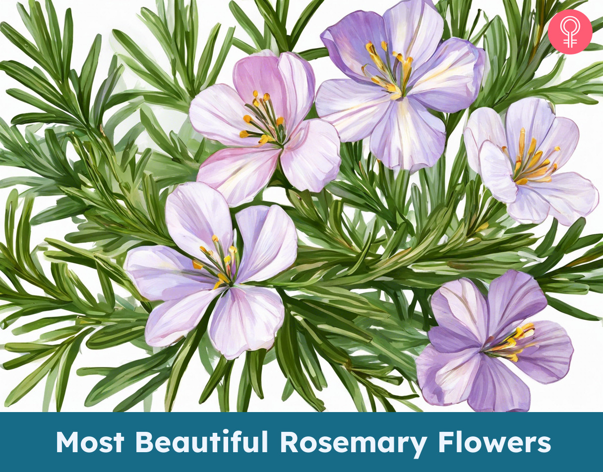 Beautiful Rosemary Flowers