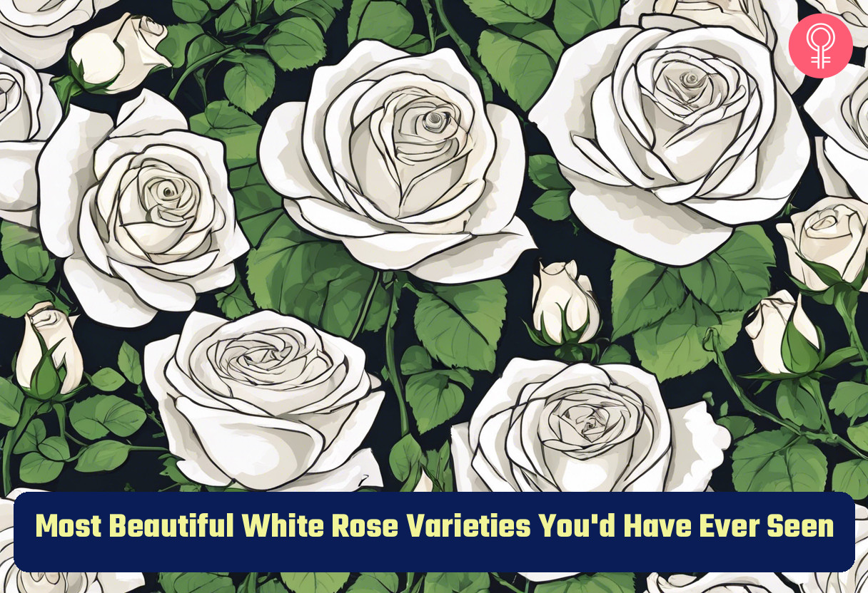white roses_illustration