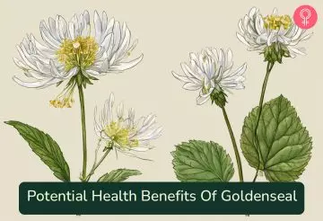 Goldenseal Benefits