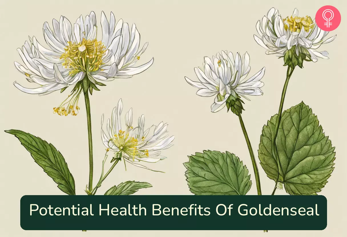 Goldenseal Benefits