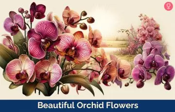 beautiful orchid flowers_illustration