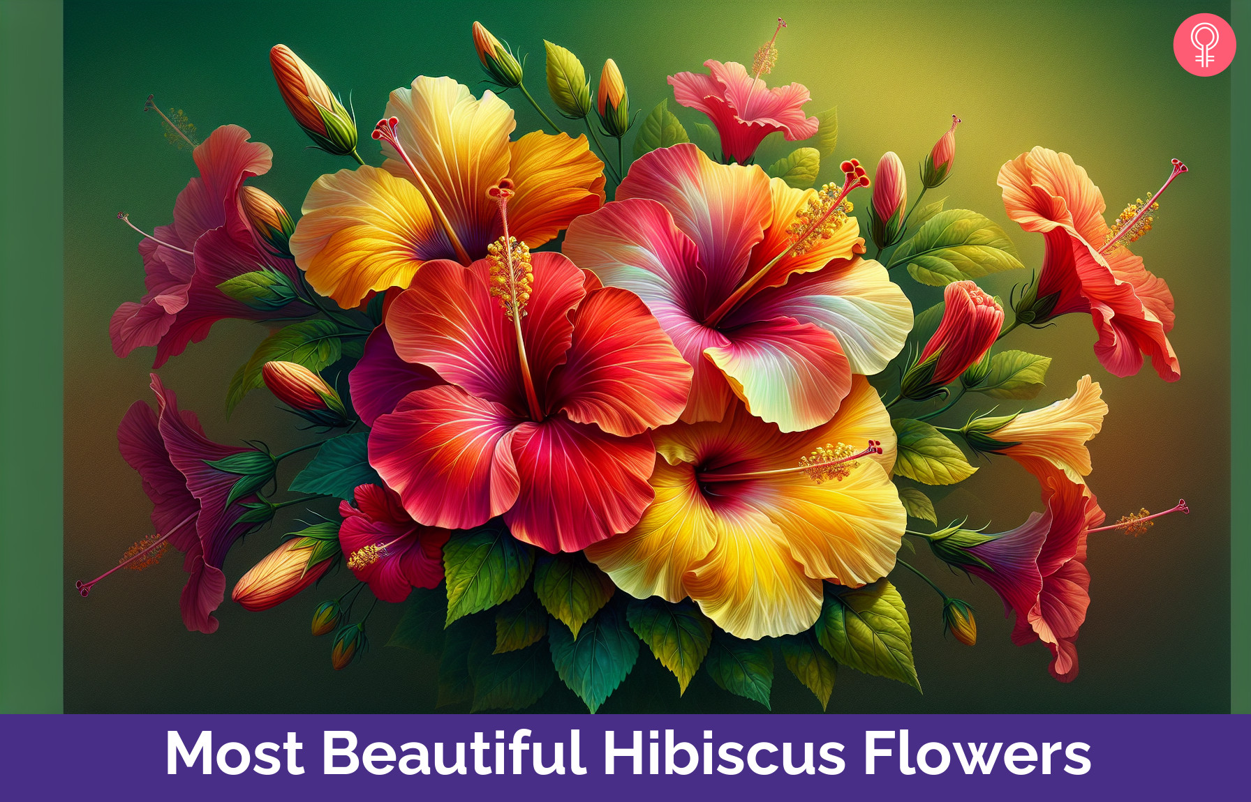 beautiful hibiscus flowers_illustration