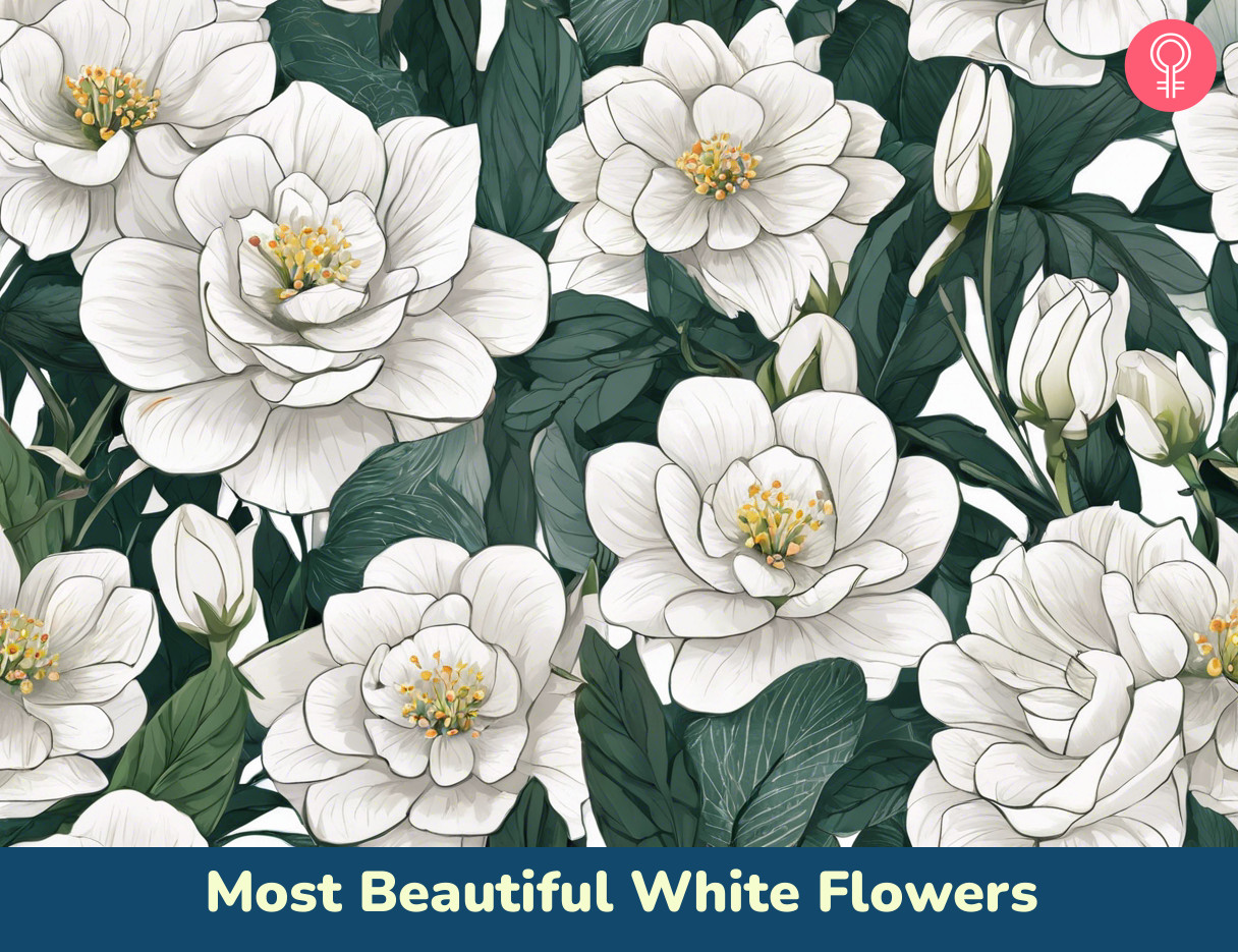 Most Beautiful White Flowers_illustration