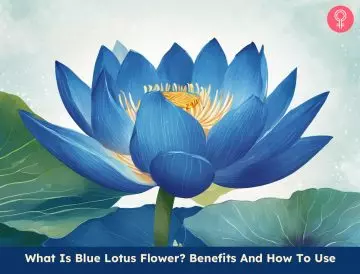 benefits of the blue lotus flower